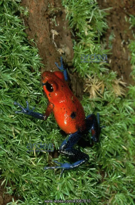  : Poison-arrow Frog