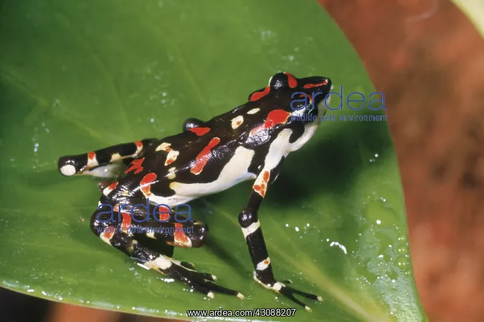  : Poison Arrow Frog