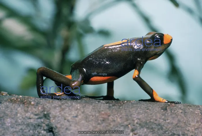 : Poison Arrow Frog : Poison Arrow Frog