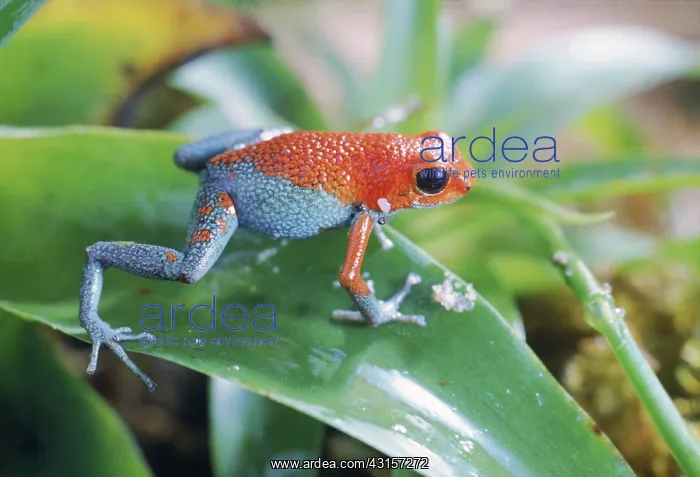 : Poison Arrow Frog : Poison Arrow Frog