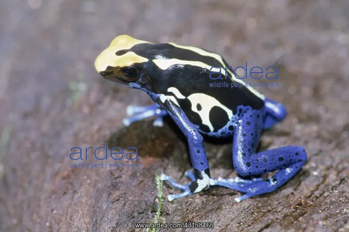 : Poison Arrow Frog : Poison Arrow Frog