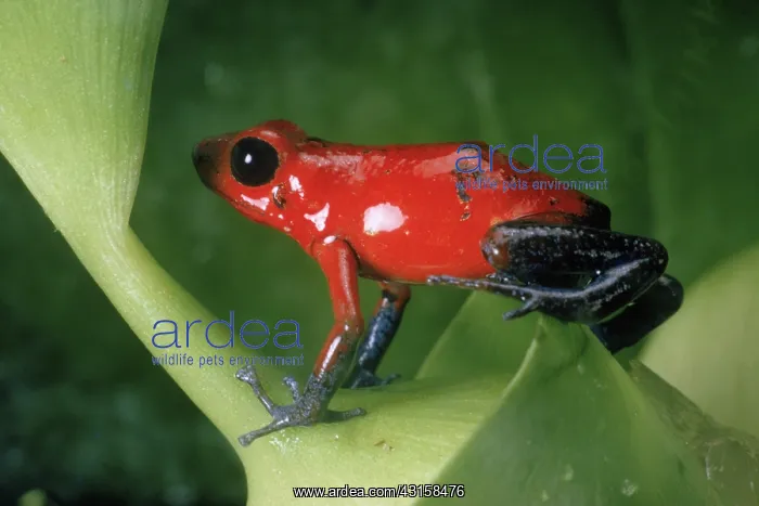 : Poison Arrow Frog : Poison Arrow Frog