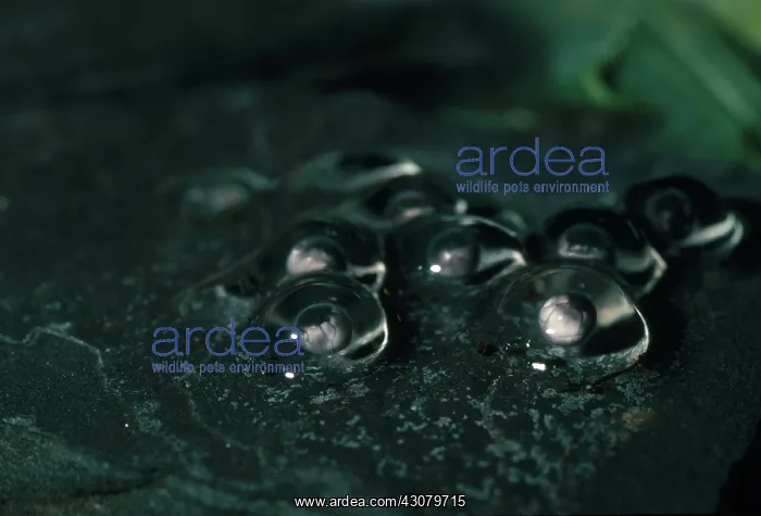 : Poison Arrow Frog Eggs : Poison Arrow Frog Eggs