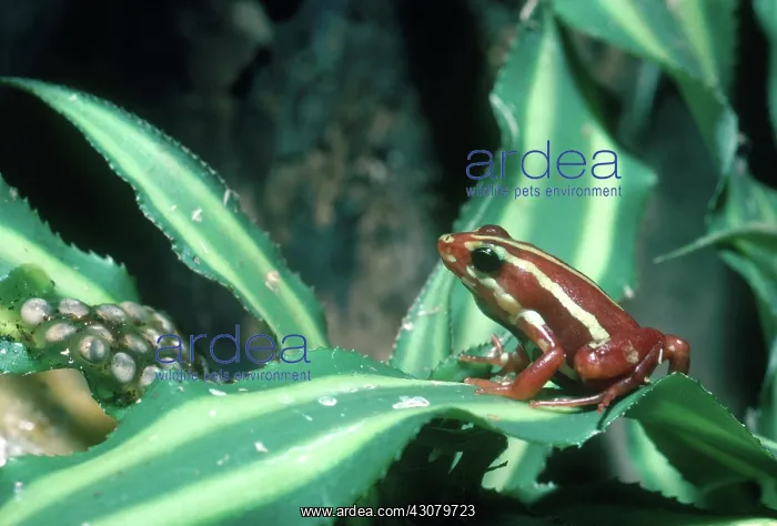 : Poison Arrow Frog with Eggs : Poison Arrow Frog with Eggs