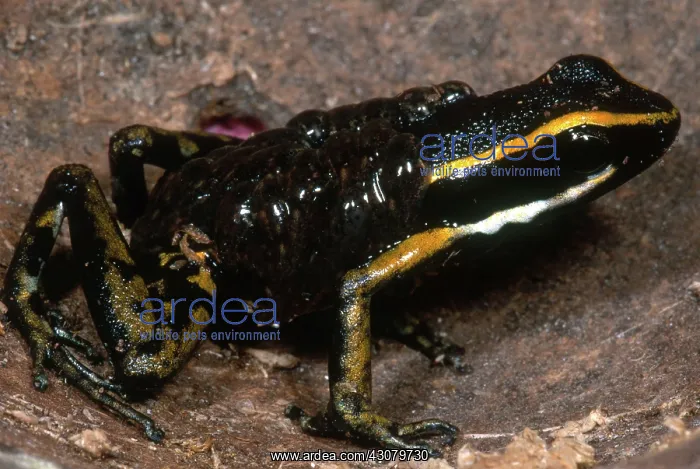 : Poison Arrow Frog with Tadpoles : Poison Arrow Frog with Tadpoles