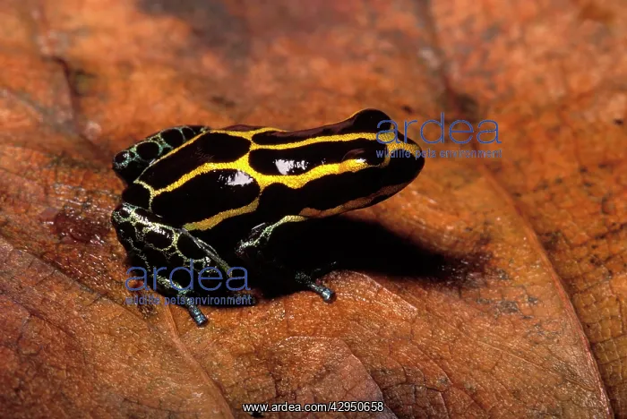 : Poison Arrow / Poison Dart Frog : Poison Arrow / Poison Dart Frog