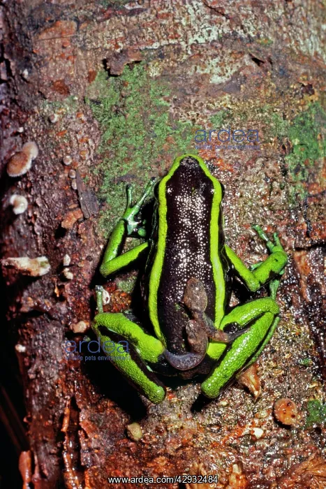 : Poison Arrow / Poison Dart Frog - Carrying tadpoles on back : Poison Arrow / Poison Dart Frog - Carrying tadpoles on back