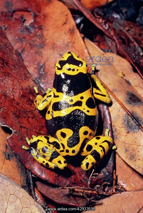 : Poison Arrow / Poison Dart Frog - TOP VIEW : Poison Arrow / Poison Dart Frog - TOP VIEW