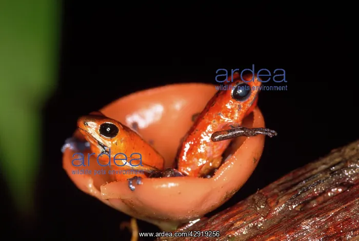 : Poison Arrow / Red Dart Frog - X2 in fungi : Poison Arrow / Red Dart Frog - X2 in fungi