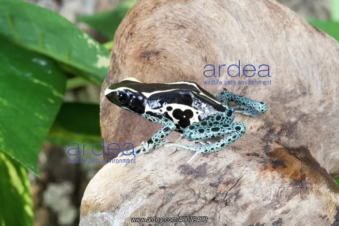 : Poison Dart Frog : Poison Dart Frog