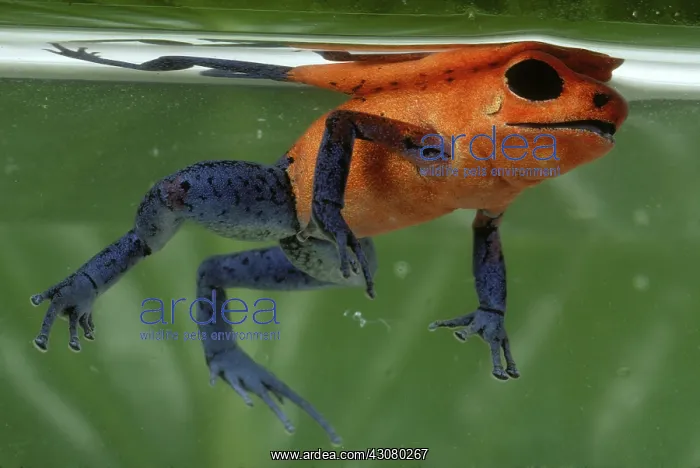 : Poison Dart Frog : Poison Dart Frog