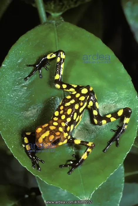 : Poison Dart Frog : Poison Dart Frog