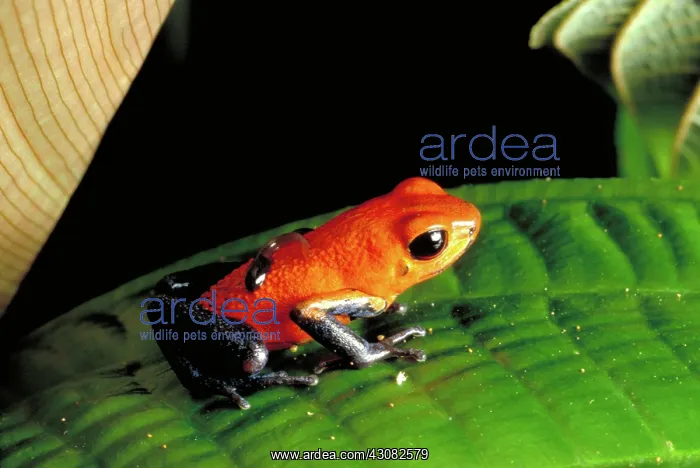 : Poison dart frog : Poison dart frog