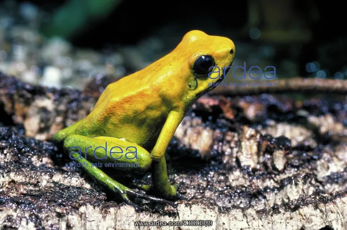 : Poison dart frog : Poison dart frog