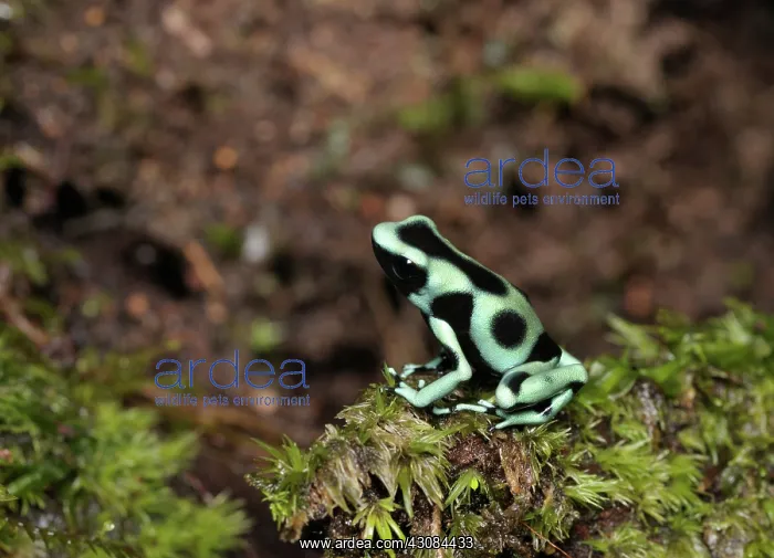  : Poison Dart Frog