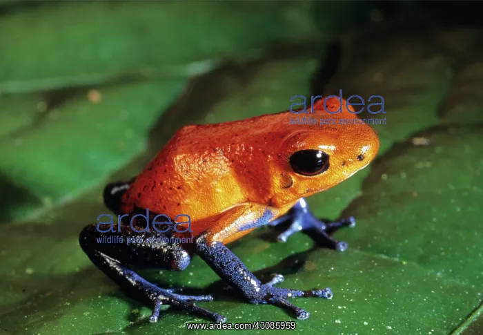 : Poison Dart Frog : Poison Dart Frog