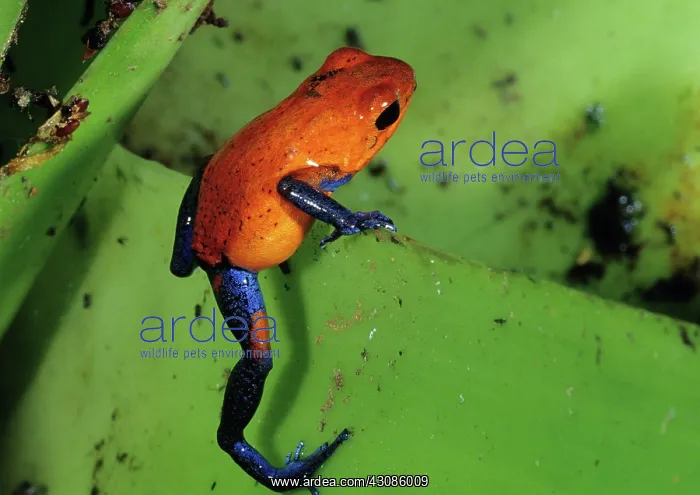 : Poison Dart Frog : Poison Dart Frog