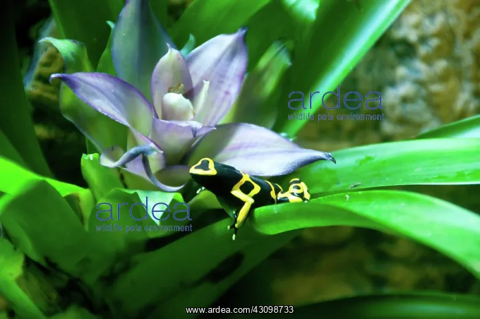 : Poison Dart Frog : Poison Dart Frog