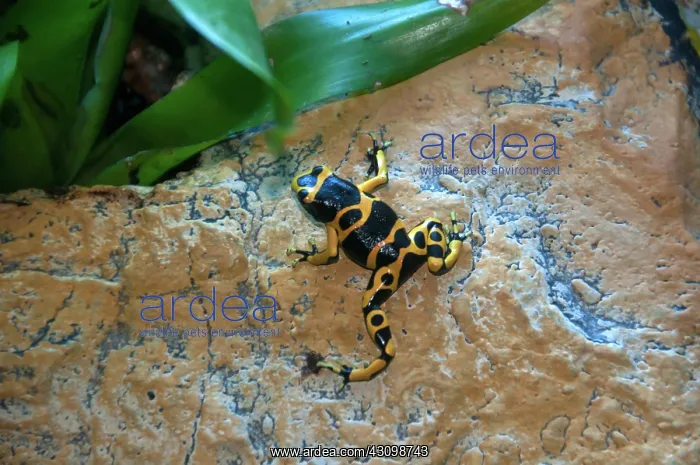 : Poison Dart Frog : Poison Dart Frog