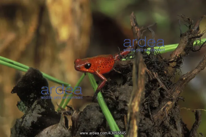 : Poison Dart Frog : Poison Dart Frog