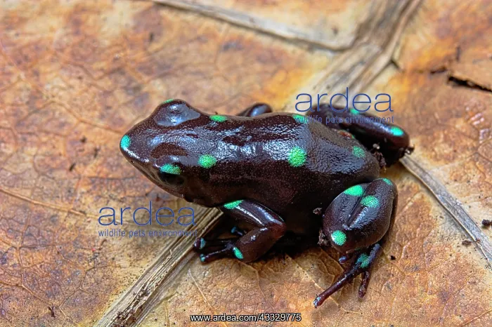 : Poison dart frog (Dendrobates auratus) from Ancon : Poison dart frog (Dendrobates auratus) from Ancon