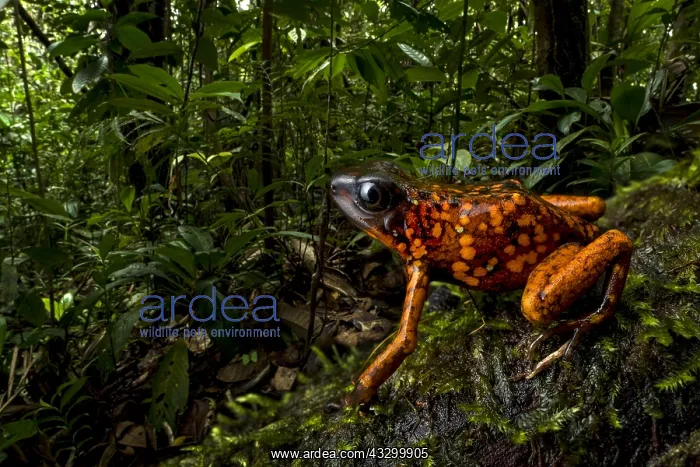 : Poison Dart Frog / Diablito (Oophaga sylvatica) : Poison Dart Frog / Diablito (Oophaga sylvatica)