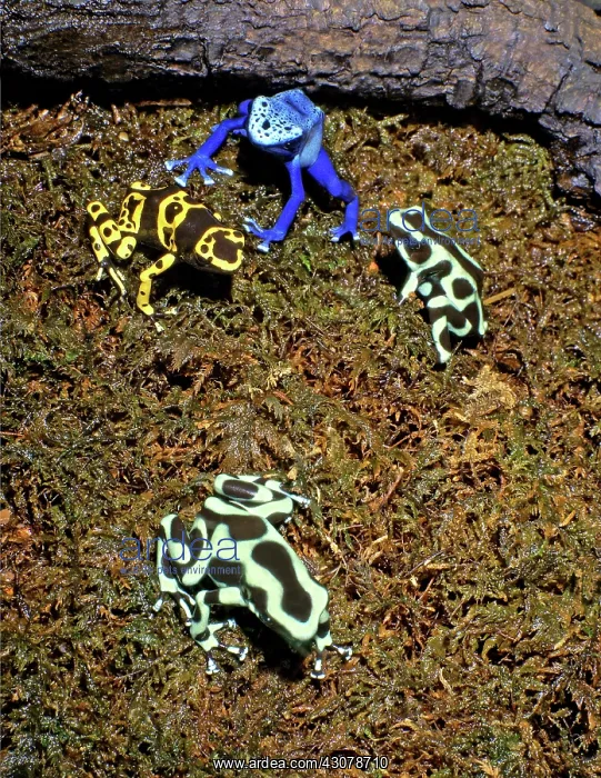 : Poison Dart Frogs : Poison Dart Frogs