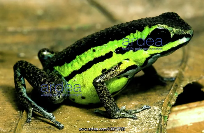 : Poison Frog : Poison Frog
