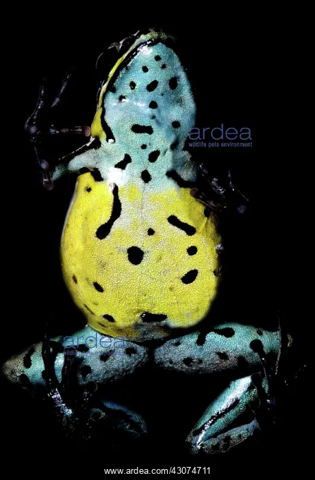 : Poison Frog : Poison Frog