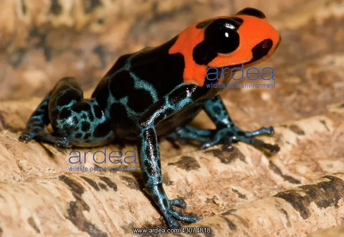  : Poison Frog