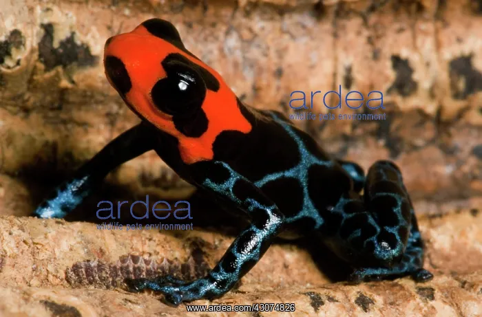 : Poison Frog : Poison Frog