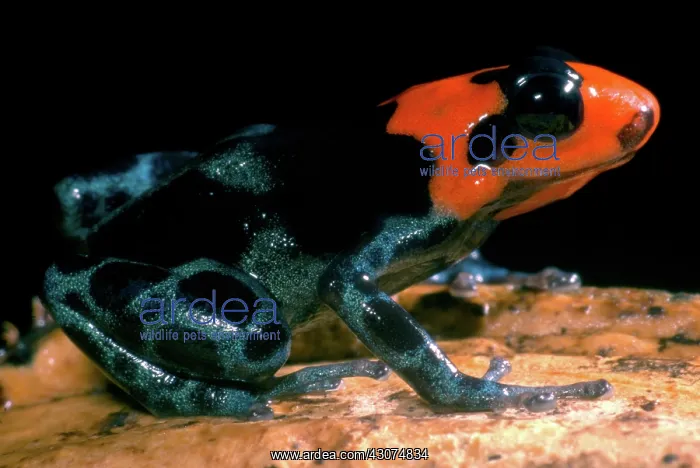 : Poison Frog : Poison Frog
