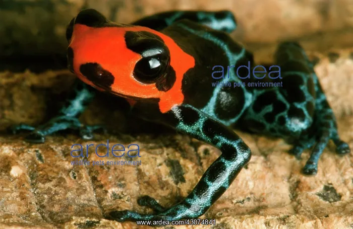 : Poison Frog : Poison Frog