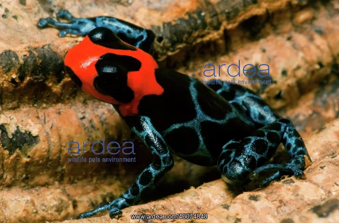 : Poison Frog : Poison Frog