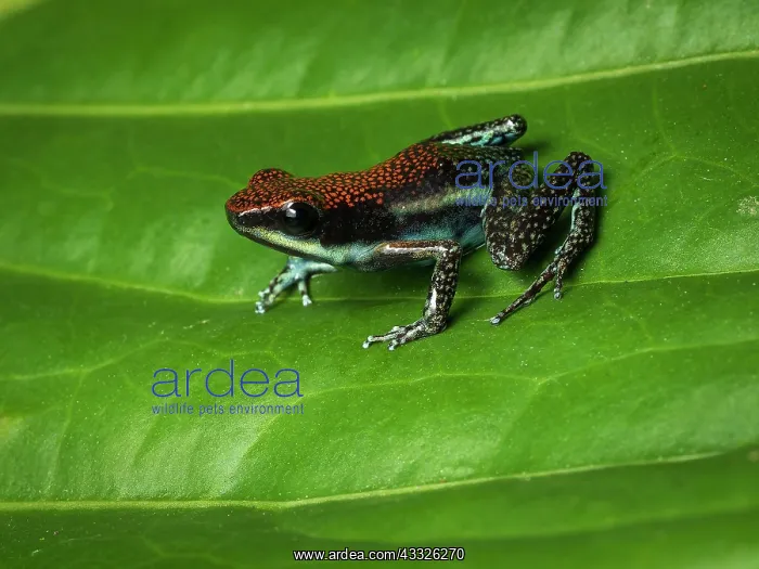  : Poison-frog (Ameerega parvula), Peru