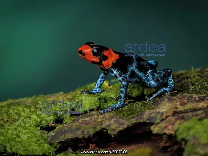  : Poison frog (Ranitomeya benedicta), Peru