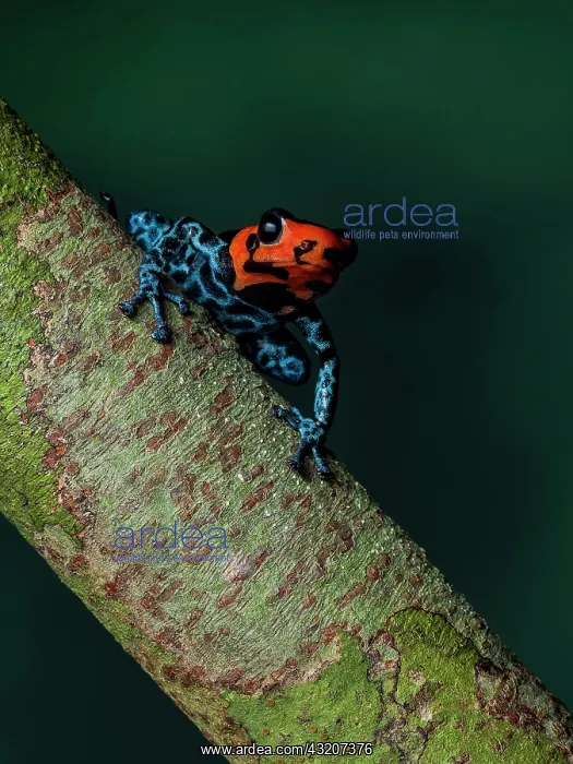 : Poison frog (Ranitomeya benedicta), Peru : Poison frog (Ranitomeya benedicta), Peru