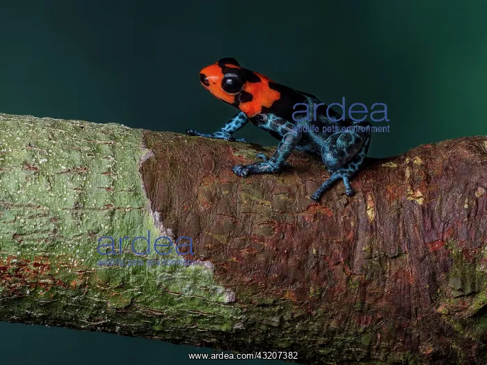 : Poison frog (Ranitomeya benedicta), Peru : Poison frog (Ranitomeya benedicta), Peru