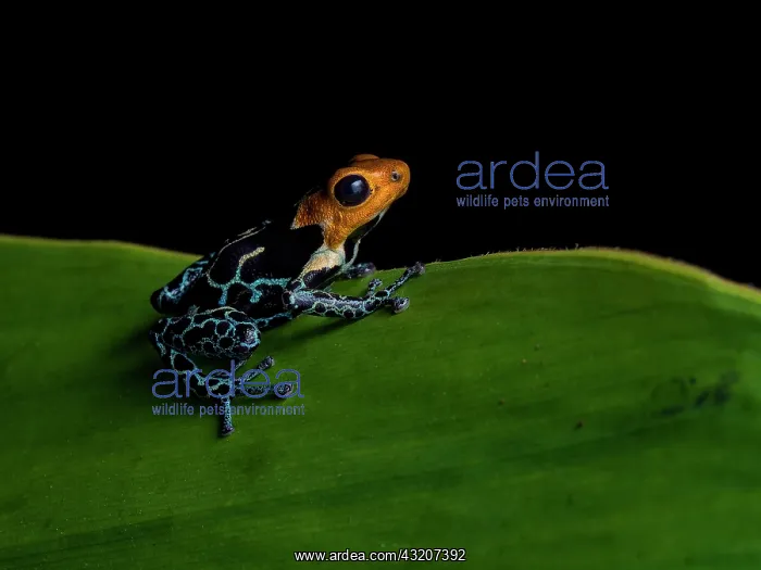 : Poison frog (Ranitomeya fantastica), ?Copperhead : Poison frog (Ranitomeya fantastica), ?Copperhead