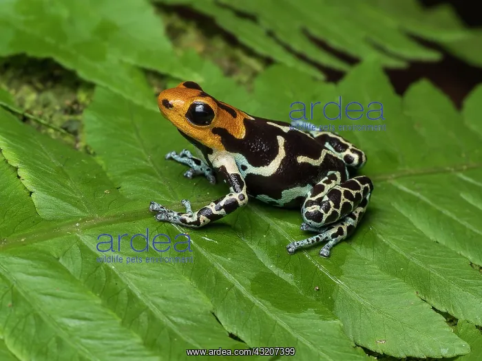 : Poison frog (Ranitomeya fantastica), ?Copperhead : Poison frog (Ranitomeya fantastica), ?Copperhead