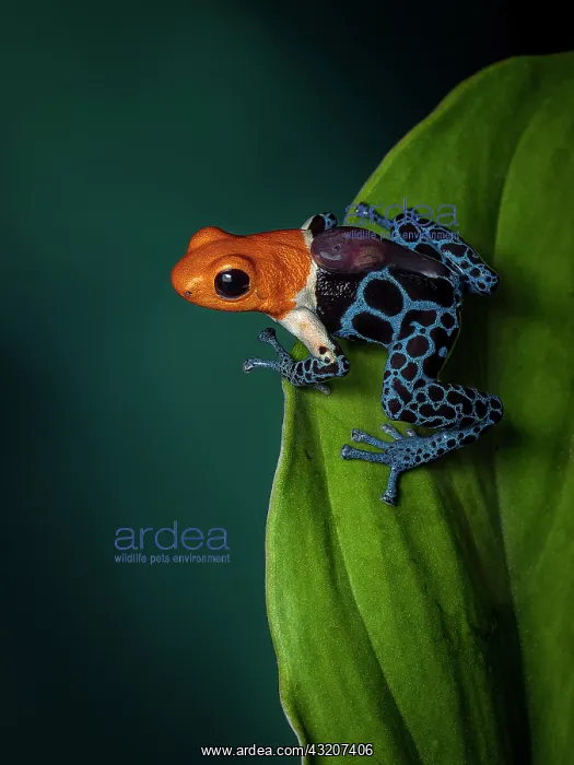 : Poison frog (Ranitomeya fantastica), ?Nominal? m : Poison frog (Ranitomeya fantastica), ?Nominal? m
