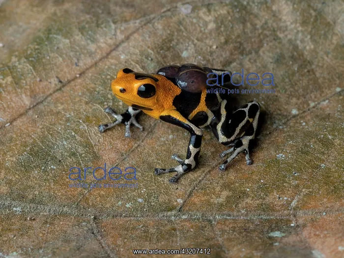 : Poison frog (Ranitomeya imitator), ?intermedius? : Poison frog (Ranitomeya imitator), ?intermedius?