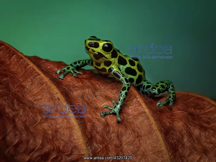 : Poison frog (Ranitomeya variabilis), Peru : Poison frog (Ranitomeya variabilis), Peru