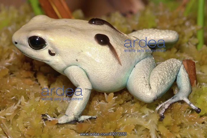 : Poison Frog with Tadpoles : Poison Frog with Tadpoles