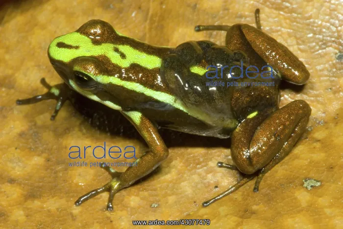 : Poison Frog with Tadpoles : Poison Frog with Tadpoles