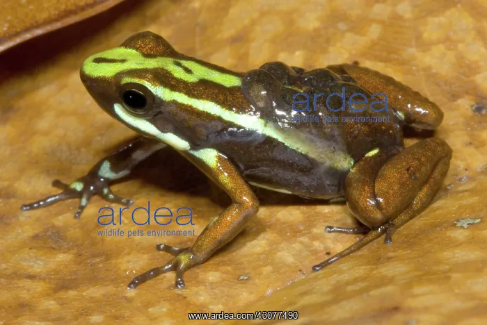 : Poison Frog with Tadpoles : Poison Frog with Tadpoles
