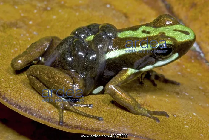 : Poison Frog with Tadpoles : Poison Frog with Tadpoles