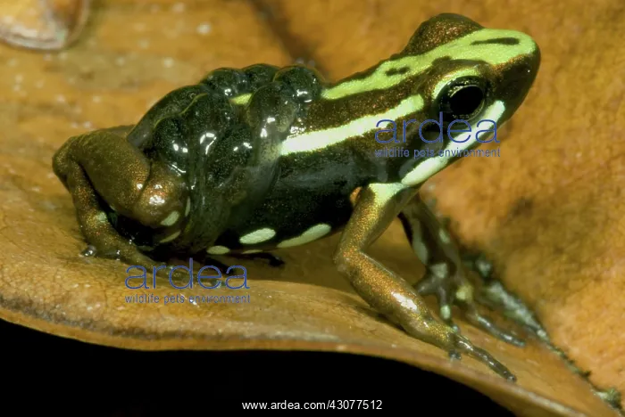 : Poison Frog with Tadpoles : Poison Frog with Tadpoles