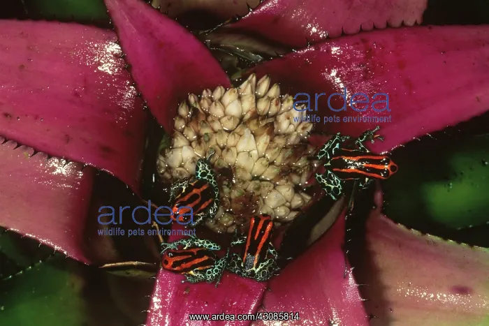 : Poison Frogs on Bromeliad : Poison Frogs on Bromeliad