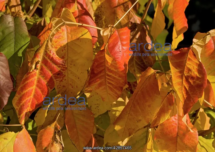 : Poison ivy showing autumn colour : Poison ivy showing autumn colour